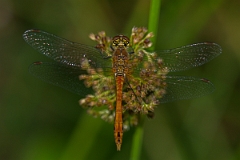 David Plant Photography - Wildlife Photography - Ruddy darter - G